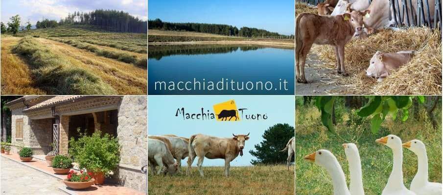 圣乔瓦尼-因菲奥雷 Agriturismo Macchia Di Tuono酒店 外观 照片